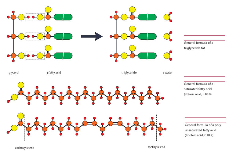 Fat Structure Overview