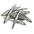 Anchovy, european, raw