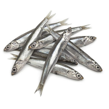 Anchovy, european, raw