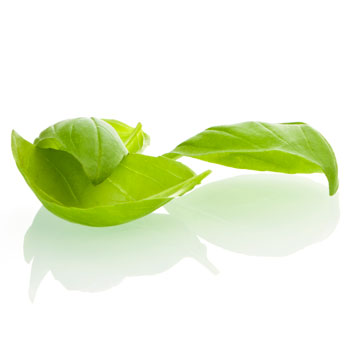 Basil, fresh