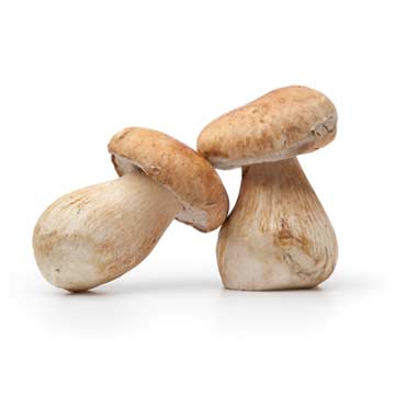 Ceps, porcini mushroom