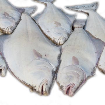 Halibut, Atlantic and Pacific, white, raw