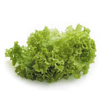 Lettuce, iceberg