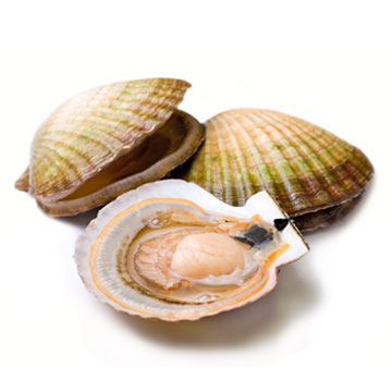 Scallop, mixed species, raw