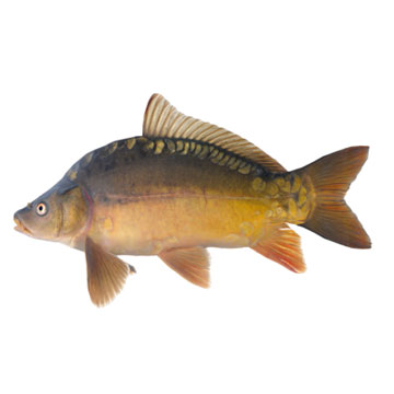 Carp, raw