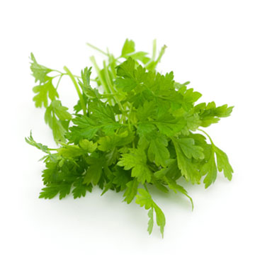 Real chervil, fresh