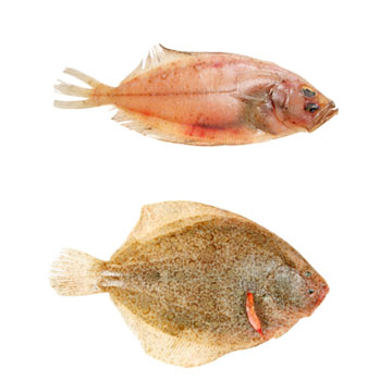 Flatfish, flounder, raw