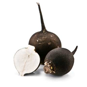 Radishes, black, fresh