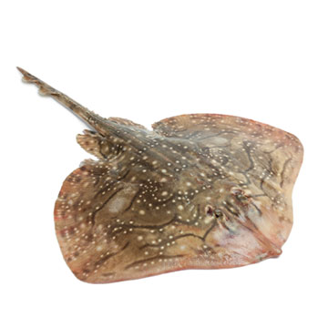 Ray fish, raw