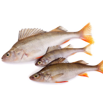 Redfish, raw