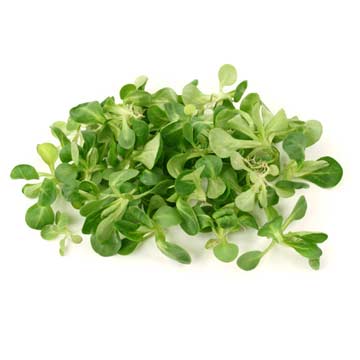 Lambs lettuce, green
