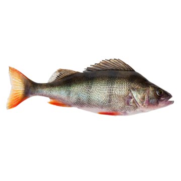 Bass, freshwater, mixed species, raw