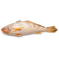 Butterfish
