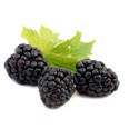 Blackberries, raw