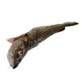Cod, Atlantic, raw