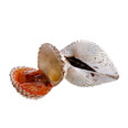 Cockle, shellfish Cockle, shellfish