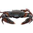 Crab, mixed species, raw