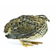 Quail, meat and skin, raw