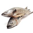 Ling, fish, raw