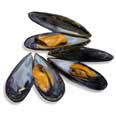 Mussels, blue, raw
