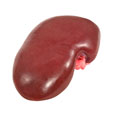 Kidneys, pork, raw