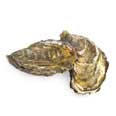 Oyster, Pacific, raw Oyster, Pacific, raw