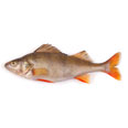 Perch, river, mixed species, raw