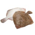 Turbot, european, raw