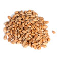 Wheat, whole grain, raw