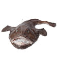 Monkfish, raw