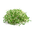 Alfalfa, sprouted seeds, raw 