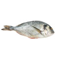 Bream fish