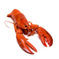 Lobster, mixed species, cooked
